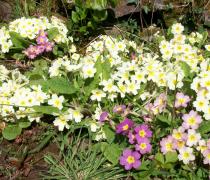 Springtime in Sampford Courtenay, Devon