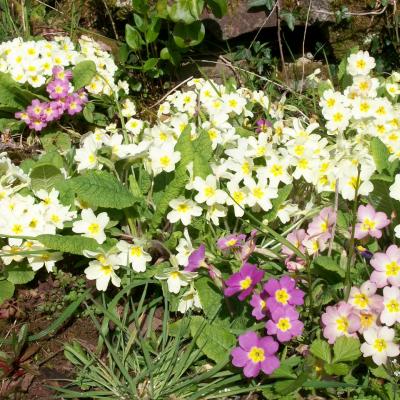 primroses