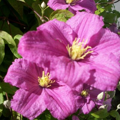 clematis