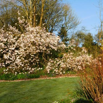 Our magnificent magnolia in Spring