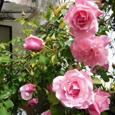Rambling rose at Middletown Farmhouse B&B, Sampford Courtenay